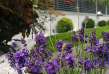 Amenajari Gradina Urziceni CREATIVE EVENT MANAGEMENT SRL