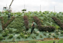 Fotografia 14 — Garden Plante - Amenajari Gradini Spatii Verzi Tulcea Verde Vale de Parmac