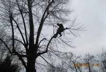 Fotografia 17 — Garden Plante - Amenajari Gradini Spatii Verzi Tulcea Verde Vale de Parmac