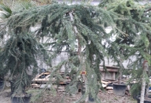 Amenajari Gradina Balotesti GEO KAR GREEN SRL