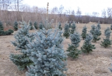 Amenajari Gradina Balotesti GEO KAR GREEN SRL