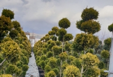 Amenajari Gradina Balotesti GEO KAR GREEN SRL