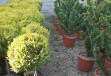 Amenajari Gradina Balotesti GEO KAR GREEN SRL