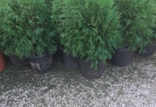 Amenajari Gradina Balotesti GEO KAR GREEN SRL