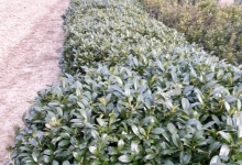 Amenajari Gradina Balotesti GEO KAR GREEN SRL