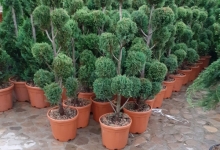 Amenajari Gradina Balotesti GEO KAR GREEN SRL
