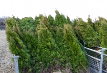 Amenajari Gradina Balotesti GEO KAR GREEN SRL