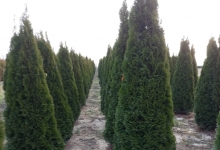 Amenajari Gradina Balotesti GEO KAR GREEN SRL