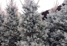 Amenajari Gradina Balotesti GEO KAR GREEN SRL