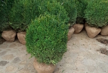 Amenajari Gradina Balotesti GEO KAR GREEN SRL