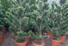 Amenajari Gradina Balotesti GEO KAR GREEN SRL
