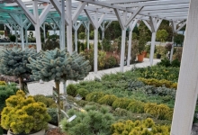 Amenajari Gradina Balotesti GEO KAR GREEN SRL