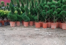 Amenajari Gradina Balotesti GEO KAR GREEN SRL