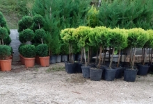 Amenajari Gradina Balotesti GEO KAR GREEN SRL