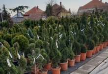 Amenajari Gradina Balotesti GEO KAR GREEN SRL