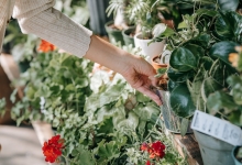 Amenajari Gradina Fundulea Amenajari Gradini si Spatii Verzi Fundulea - WOW GARDEN