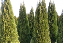 Amenajari Gradina Afumati GEO KAR GREEN SRL