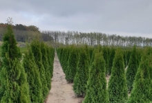 Amenajari Gradina Afumati GEO KAR GREEN SRL