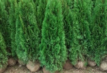Amenajari Gradina Afumati GEO KAR GREEN SRL