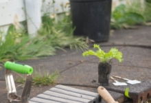 Amenajari Gradina Ianca Amenajari Gradini Spatii Verzi Ianca - WOW GARDEN