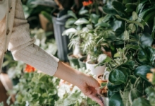 Amenajari Gradina Ianca Amenajari Gradini Spatii Verzi Ianca - WOW GARDEN
