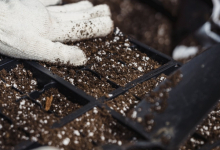 Amenajari Gradina Ciolpani Amenajari Gradini si Spatii Verzi Ciolpani - WOW GARDEN 