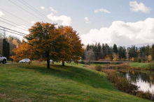 Amenajari Gradina Voluntari Amenajari Gradini si Spatii Verzi Voluntari - WOW GARDEN