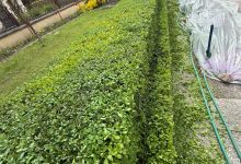Amenajari Gradina Orastie Amenajari Gradina si Sisteme Irigare Orastie - Giardini Veneziani SRL