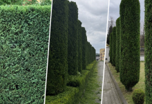Amenajari Gradina Hunedoara Amenajari Gradina Hunedoara Giardini Veneziani SRL